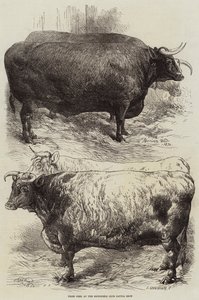 Præmieokser ved Smithfield Club Cattle Show